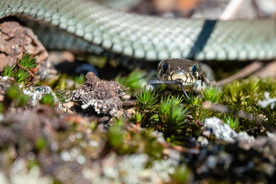 grass snake