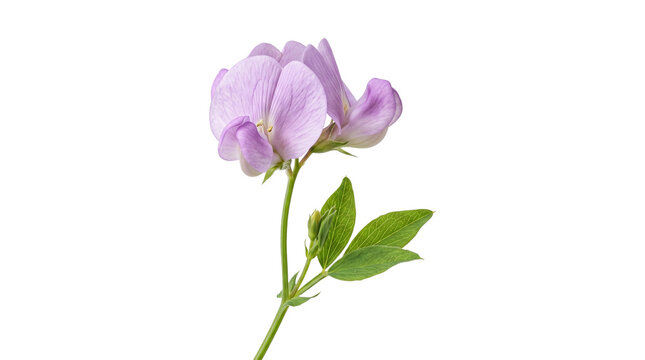 Pink sweet pea flower cluster with delicate petals and textured green leaves for botanical illustrations.