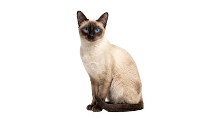 Siamese cat sitting upright with cream fur and chocolate points for pet care or veterinary publications. © Png ProTeam