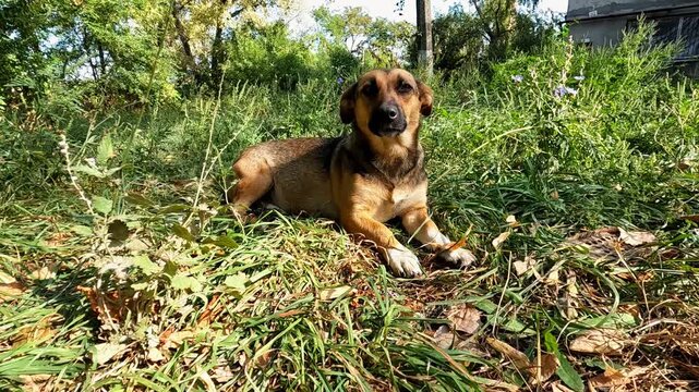 Abandoned skinny dog lying at grass in frontline city in Ukraine. Rescue workers saving animals from areas shelled by russian army. Kind people rescuing homeless pets and taking to safe places