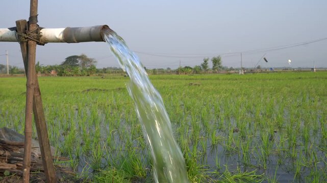 Groundwater pumping system using a PVC pipe to irrigate a green rice field. Essential agricultural irrigation technology delivering fresh water to growing rice plants in a rural farming landscape.