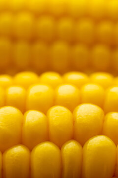 Close-up of yellow corn kernels on the cob
