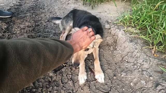 Male hand of volunteer gently stroking a stray dog in Donbas. Rescue workers saving animals from frontline city in Ukraine. Kind people evacuating homeless pets and taking to safe places. POV