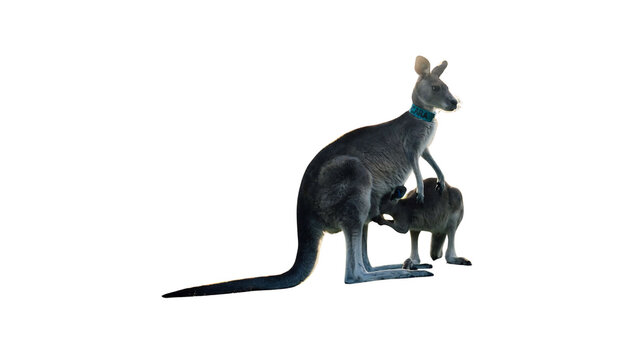 Adult kangaroo standing with joey in the outback mother kangaroo baby kangaroo australian wildlife marsupial animal kangaroo family wild animal