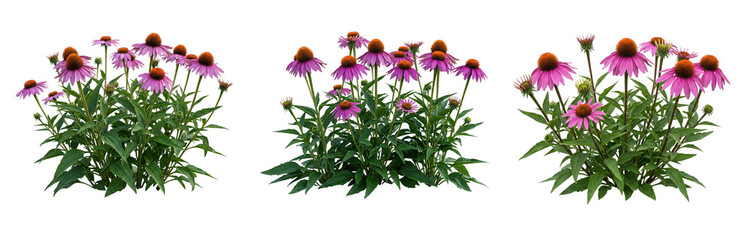 Naklejka premium Blooming purple coneflower clump isolated on transparent background