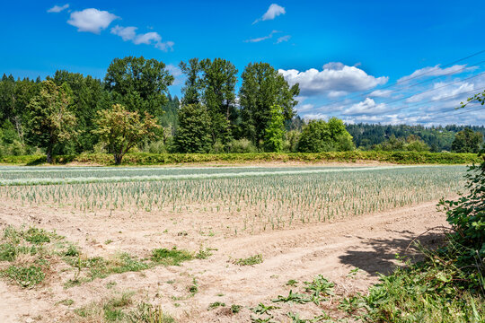 Auburn Summer Crops 5