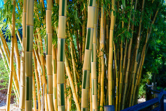 Tacoma Zoo Bamboo Close-up