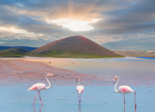 Group birds of pink flamingos walking around the blue lagoon of Meke Crater Lake on a sunny day - Konya, Turkey