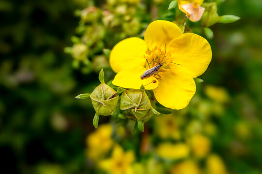A yellow-edged leafhopper (Nabis flavormarginatus) on the flower of a fingerbush (Dasiphora fruticosa). Photographed in St. Anton, South Tyrol