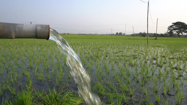 Groundwater pumping system using a PVC pipe to irrigate a green rice field. Essential agricultural irrigation technology delivering fresh water to growing rice plants in a rural farming landscape.
