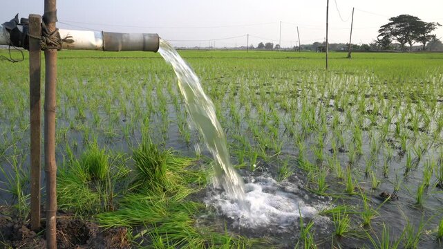Water flows from a PVC pipe, pumping groundwater to irrigate a vibrant green rice paddy field, showing agricultural technology in a rural Southeast Asian farm landscape with a focus on splash.