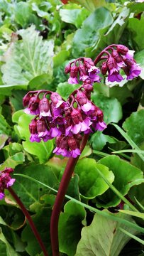 Pink flowers of Japanese Candelabra Primrose or Primula japonica, in the garden.