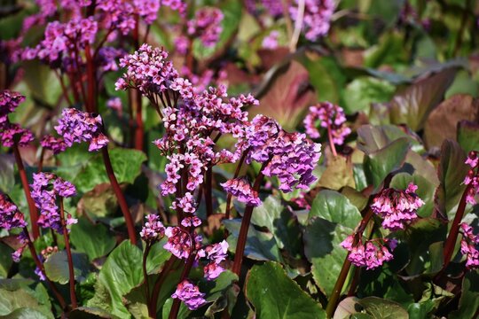 Pink flowers of Japanese Candelabra Primrose or Primula japonica, in the garden.