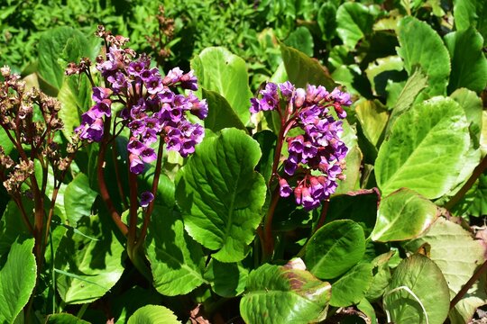 Pink flowers of Japanese Candelabra Primrose or Primula japonica, in the garden.