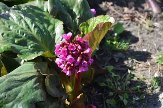 Pink flowers of Japanese Candelabra Primrose or Primula japonica, in the garden.