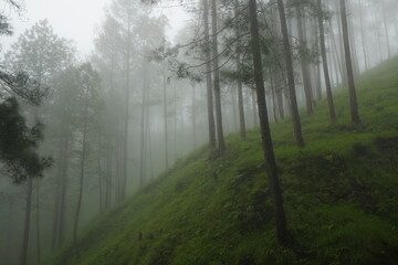 Tall pine trees on a steep lush green hillside enveloped in thick fog. © Ayush sharma