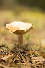 Fototapeta premium Pale gilled mushroom in green moss — shallow focus in Espoo forest