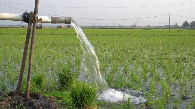 Groundwater pumping system using a PVC pipe to irrigate a green rice field. Essential agricultural irrigation technology delivering fresh water to growing rice plants in a rural farming landscape.