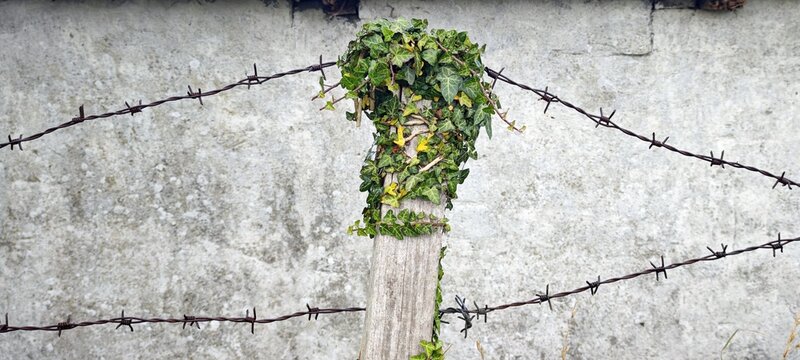 Zaunpfahl mit Stacheldraht und Efeu