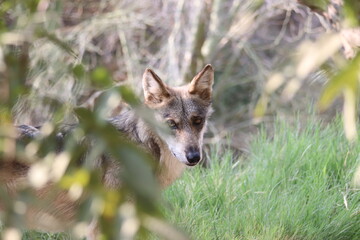 A mexican grey wolf at a local zoo © Matt
