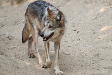 A mexican grey wolf at a local zoo © Matt