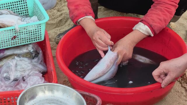Vendor removing the ink sac and cleaning fresh squid in a red plastic basin at a coastal market