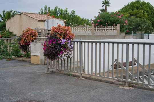 France, Valras Plage August 15, 2026 &mdash; Stock photograph of beautiful colorful flower pots with petunias and coleus plants hanging on bridge metal railings in a mediterranean resort town street
