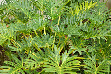 Split Green Philodendron Leaves Growing in Tropical Garden © FangKeawalin