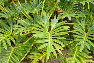 Split Green Philodendron Leaves Growing in Tropical Garden © FangKeawalin