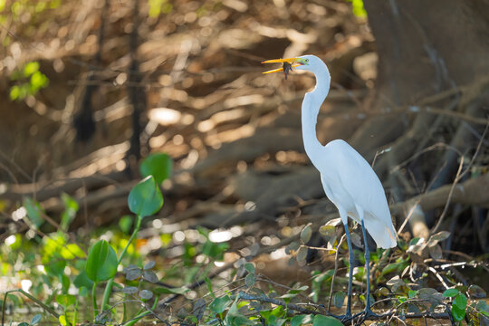 Great Egret With A Fish In Its Beak On The Bank Of A River