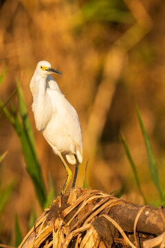 Snowy Egret Perched On A Tree Trunk, Vertical Portrait  