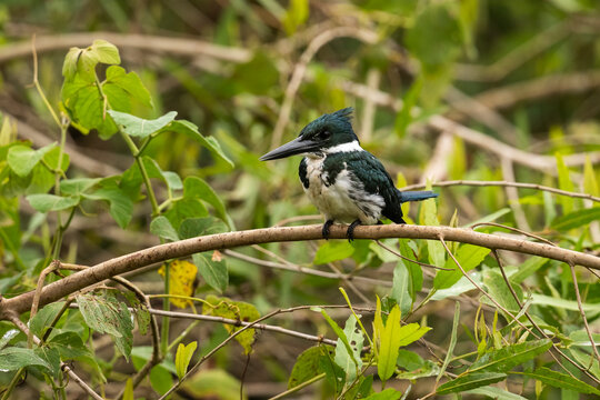 Amazon Kingfisher In The Pantanal, Brazil  