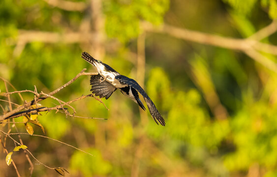 Amazon Kingfisher In Action To Catch A Fish, The Pantanal, Brazil