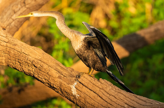 Side View Of An Anhinga In The Pantanal, Brazil  