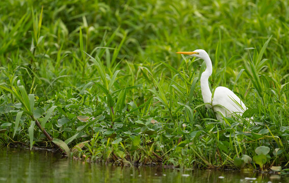Great Egret Among Vegetation On The Bank Of A River