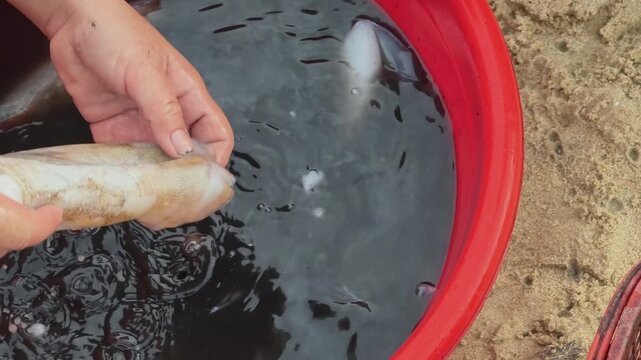 Close-up of vendor cleaning and gutting fresh squid in a red plastic basin at a coastal market