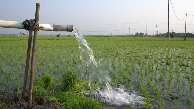 Water flows from a PVC pipe, pumping groundwater to irrigate a vibrant green rice paddy field, showing agricultural technology in a rural Southeast Asian farm landscape with a focus on splash.