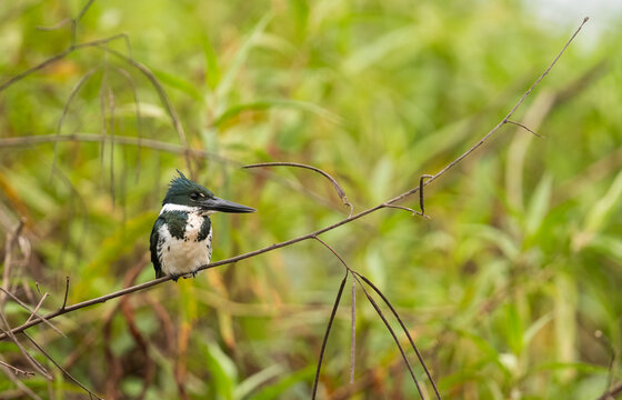 Amazon Kingfisher Perched On A Twig, The Pantanal, Brazil  