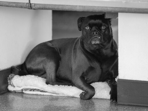 dog in nook snaggle tooth