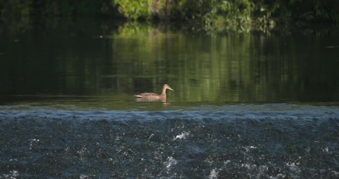 Duck swimming on calm river as water tumbles over weir splashing waves nature tree reflections
