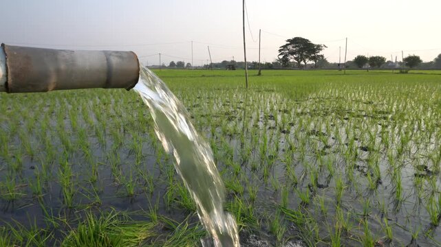 Groundwater pumping system using a PVC pipe to irrigate a green rice field. Essential agricultural irrigation technology delivering fresh water to growing rice plants in a rural farming landscape.