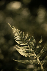 golden fern leaf © Veronika