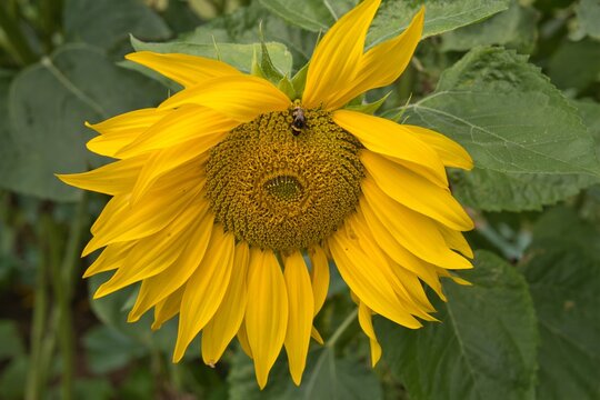 Girasole in val di Gresta con ape in Trentino