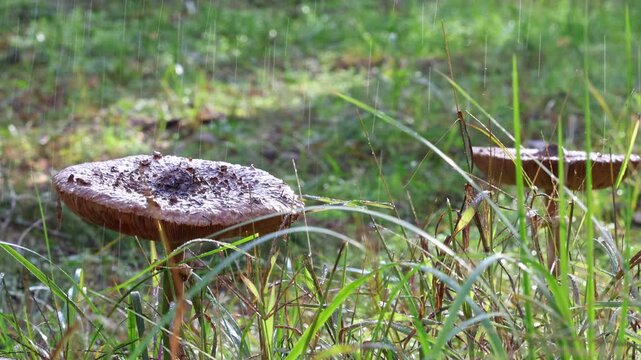 Two Wild Forest Mushrooms In Gentle Rain Among Swaying Grass