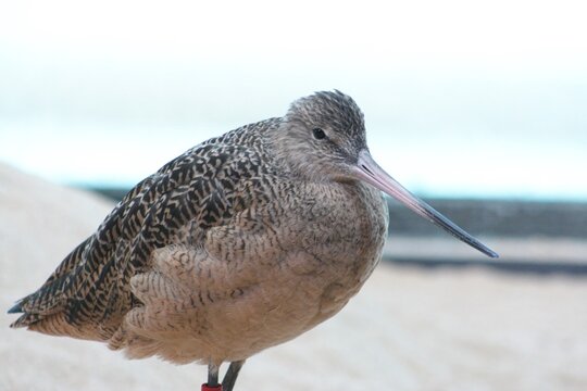 A Marbled godwit at a local zoo