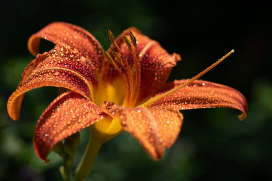 A close-up of a daylily covered in dewdrops.