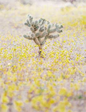 chola cactus