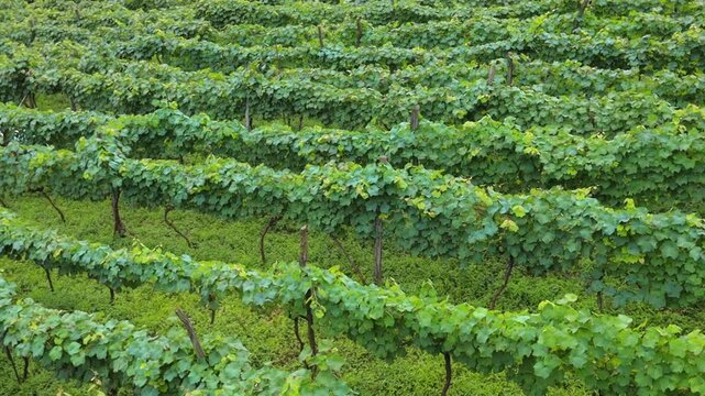 A winery with beautiful green grape vines on a mountain farm in Georgia.