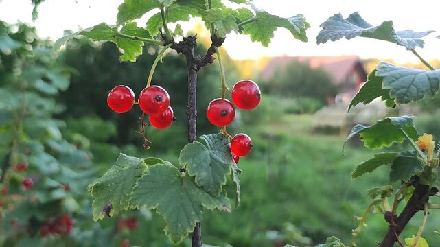 red currant. Cluster of red currants on a branch against a soft outdoor landscape