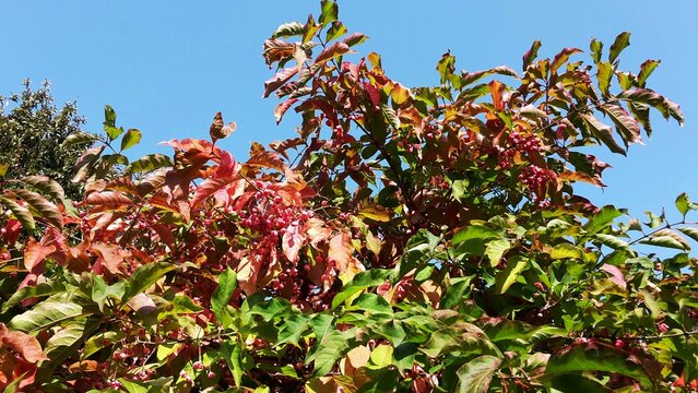 Branches with pink fruits of Euonymus Hamiltonianus tree, known by the common names Hamilton's spindletree, Himalayan spindle or Hamiltonianus Winter Glory.